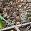 Reed bunting (Juvenile)??