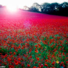 Field Poppies