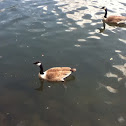 Canadian goose