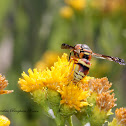Mason Wasp