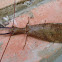 Dobsonfly