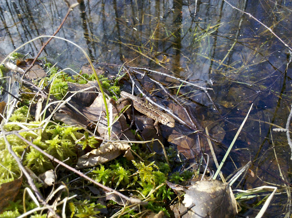 Spotting Image 1
