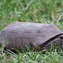 Gopher Tortoise 