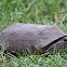 Gopher Tortoise 