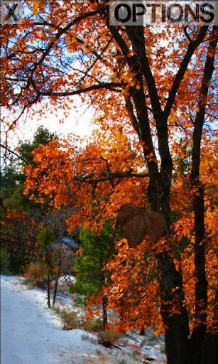 Leaf Counting