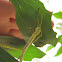 Strong stick insect