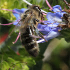 Bee