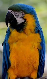 How to install Parrot Live wallpaper 2.0 mod apk for android