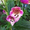 Foxglove 