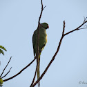 Parrot