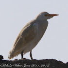 Cattle Egret; Garcilla Bueyera