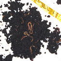 Red Wiggler Worms