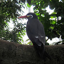 Inca Tern