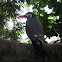 Inca Tern