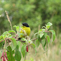Lesser goldfinch
