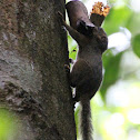 Slender Squirrel