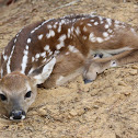 White-tailed deer