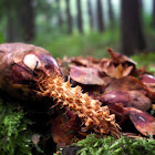 Spruce Cone (Squirrel bitten)