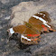 Banded Peacock