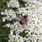 Common Eastern Bumblebee