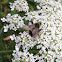 Common Eastern Bumblebee