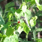 Ruby-throated Hummingbird
