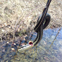 Eastern Garter Snake