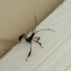 Assassin bug