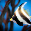 Pennant Bannerfish
