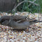 House sparrow
