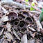 Bird's Nest Fungi