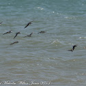 Sanderling; Correlimos Tridáctilo