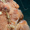 Frogfish