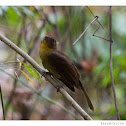 Olive or Carmioli's Tanager