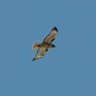 Red-Tailed Hawk