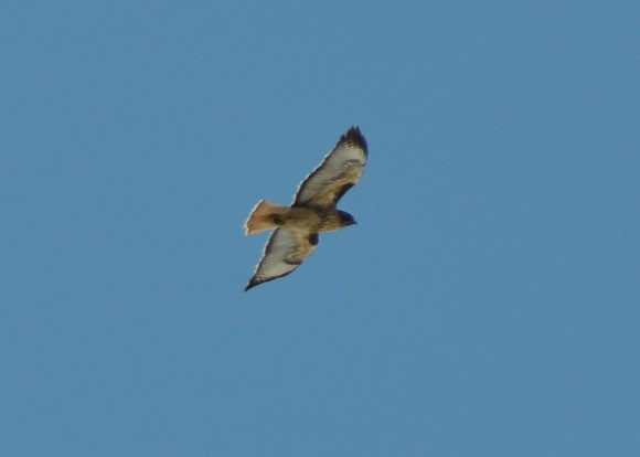 Spotting Image 1