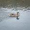 Female Mallard