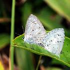 Pale Hedge Blue (珍貴嫵灰蝶)