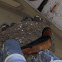 North American Barn Swallow