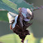 Leaf Case Moth or Leaf Bagworm
