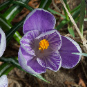 Crocus