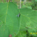 common green bottle fly
