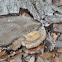 Fungus
