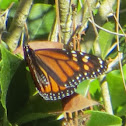 Monarch Butterfly