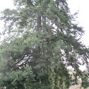 Douglas Fir Tree