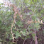 Silver Dollar vine