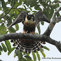 Orange-breasted Falcon