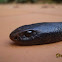 Red-bellied Black Snake