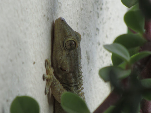 Spotting Image 1