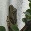 European common gecko